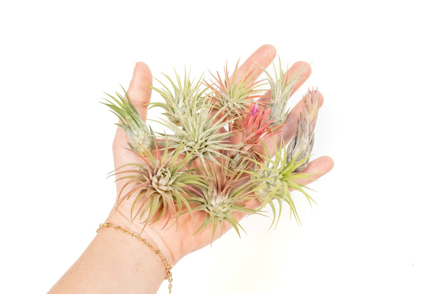 Mini Tillandsia Ionantha Air Plant Pups -  Sets of 5, 10 or 15