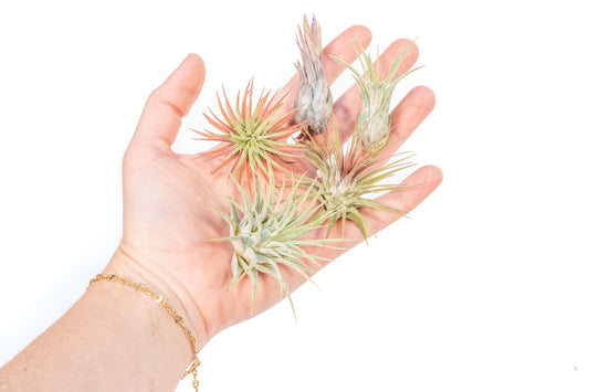 Mini Tillandsia Ionantha Air Plant Pups -  Sets of 5, 10 or 15