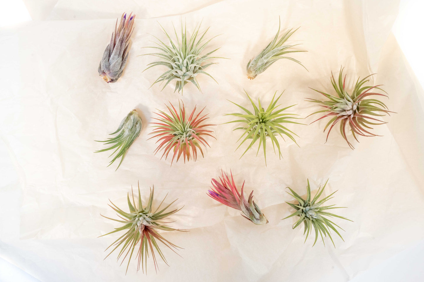 Mini Tillandsia Ionantha Air Plant Pups -  Sets of 5, 10 or 15