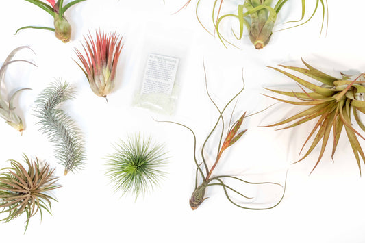 Premium Tillandsia Air Plant Grab Bag & Fertilizer Packet - Set of 10, 20 or 30