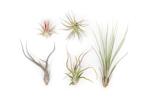 The Yucatan Collection of Tillandsia Air Plants - Set of 10 or 20
