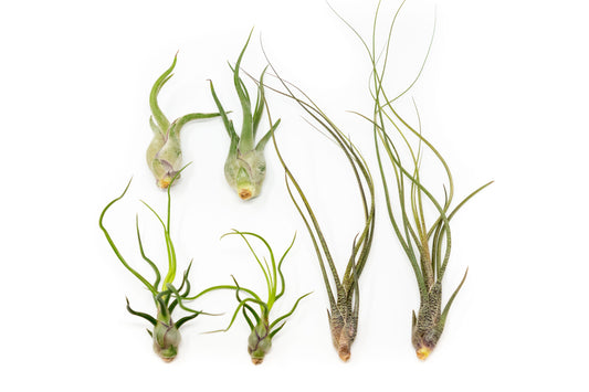 The Wild Things Collection of Tillandsia Air Plants - Set of 9 or 18 Air -