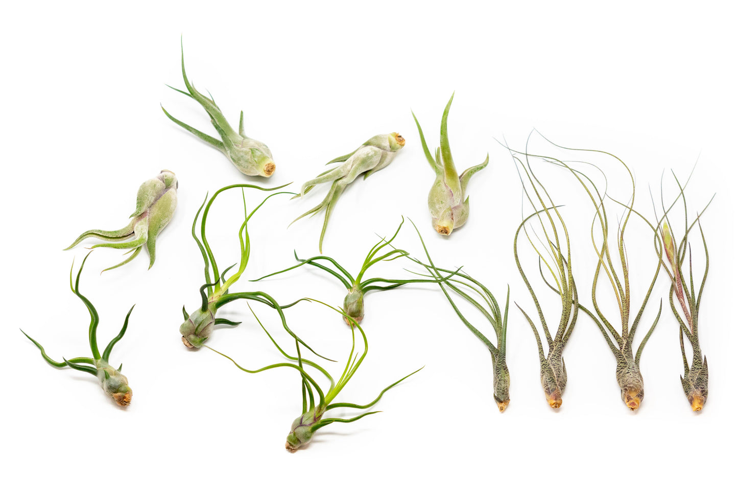 The Wild Things Collection of Tillandsia Air Plants - Set of 9 or 18 Air -