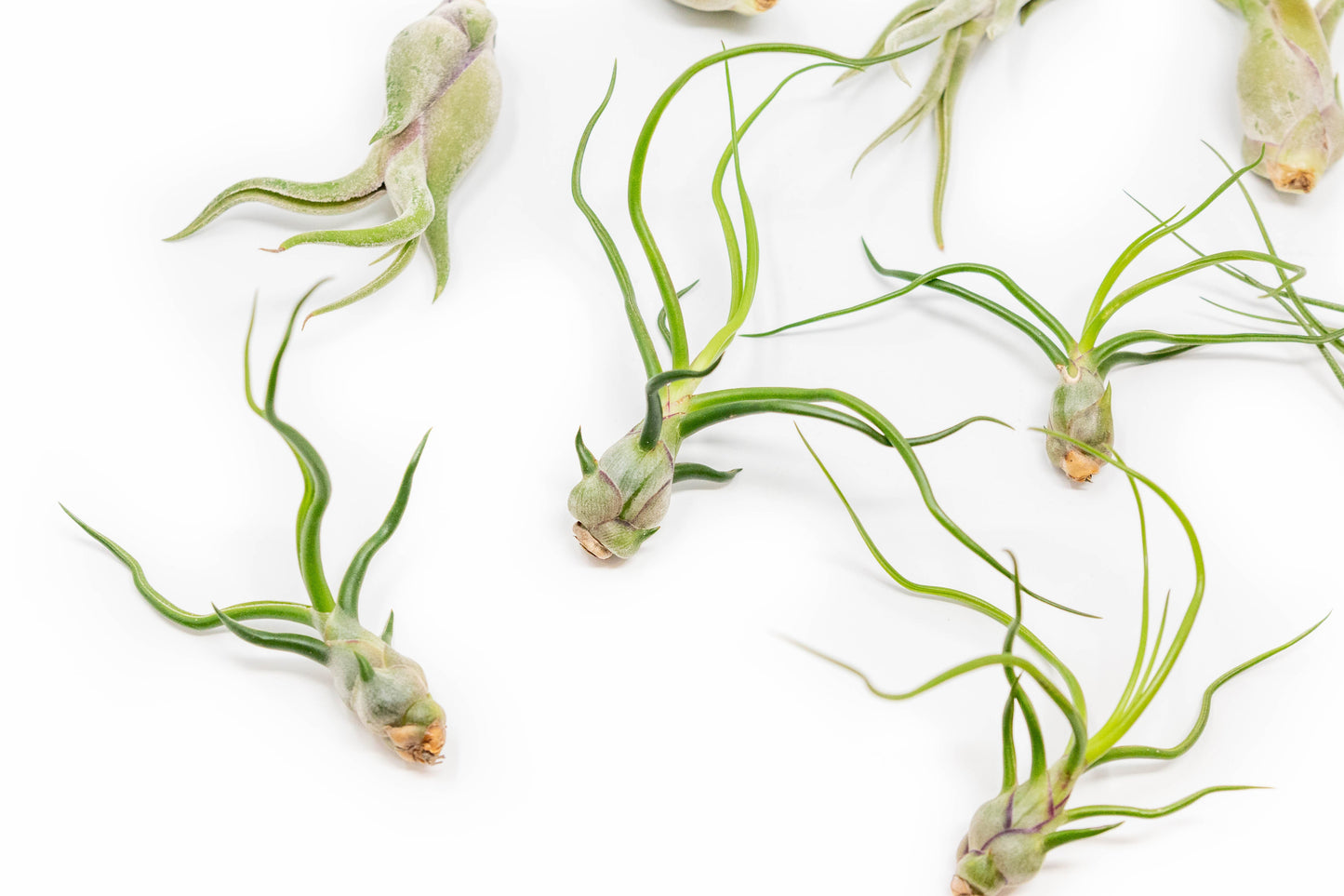 The Wild Things Collection of Tillandsia Air Plants - Set of 9 or 18 Air -