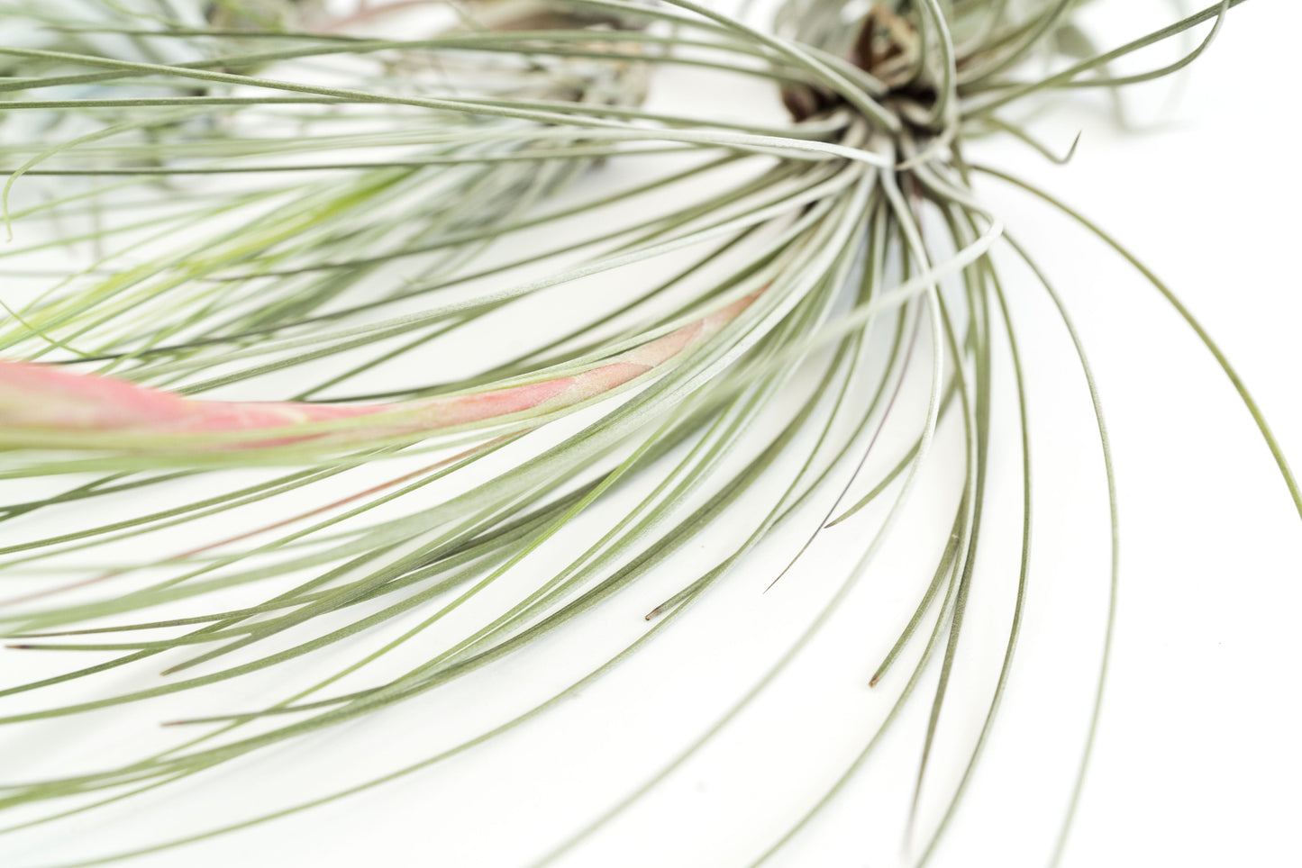 Special Jumbo Tillandsia Air Plants - Set of 12