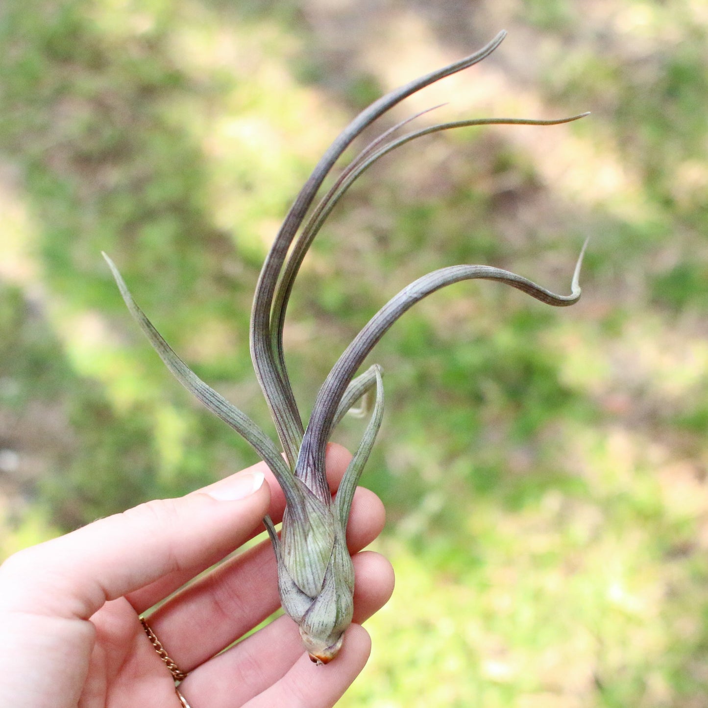 Tillandsia Baileyi Air Plants - Set of 5 or 10