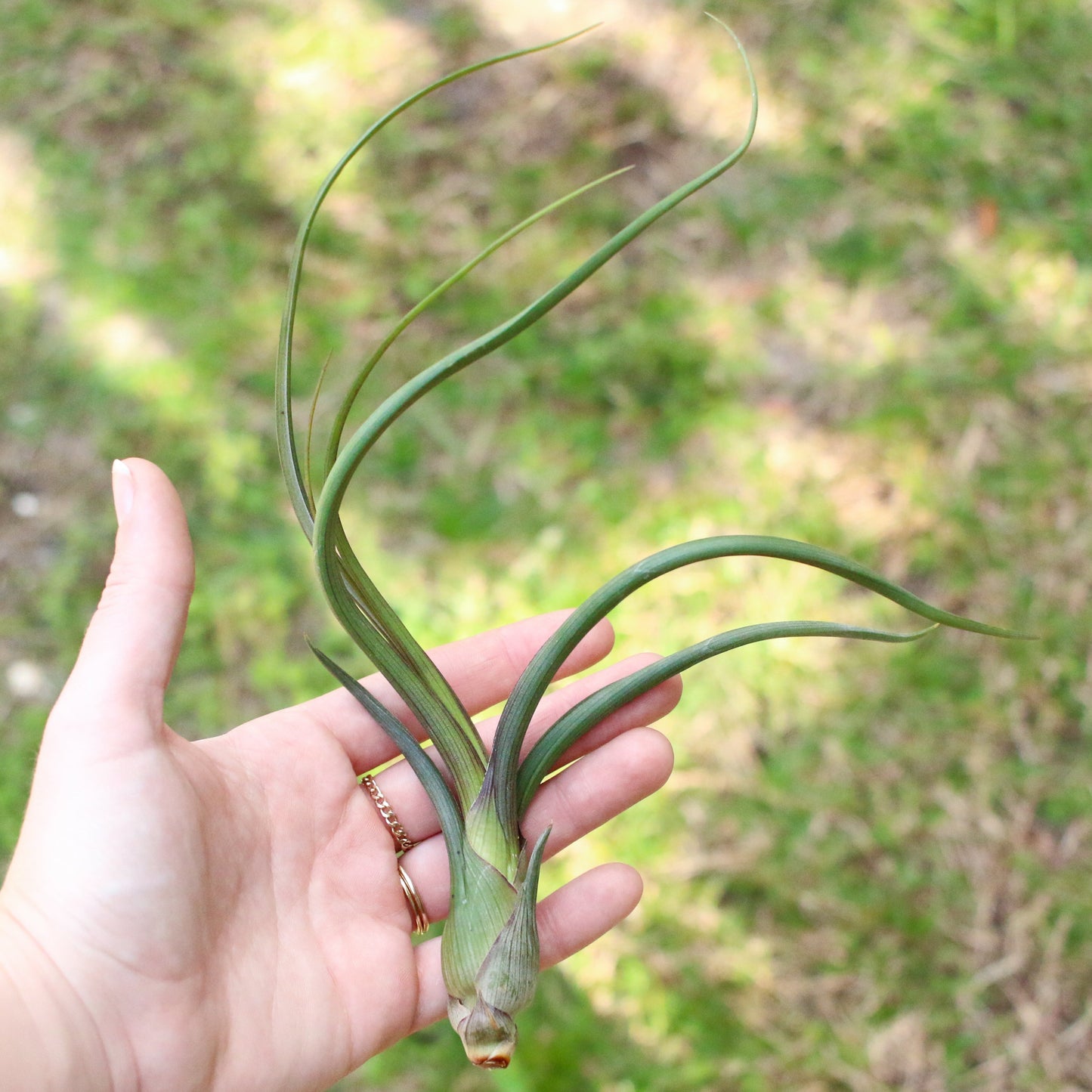 Tillandsia Baileyi Air Plants - Set of 5 or 10