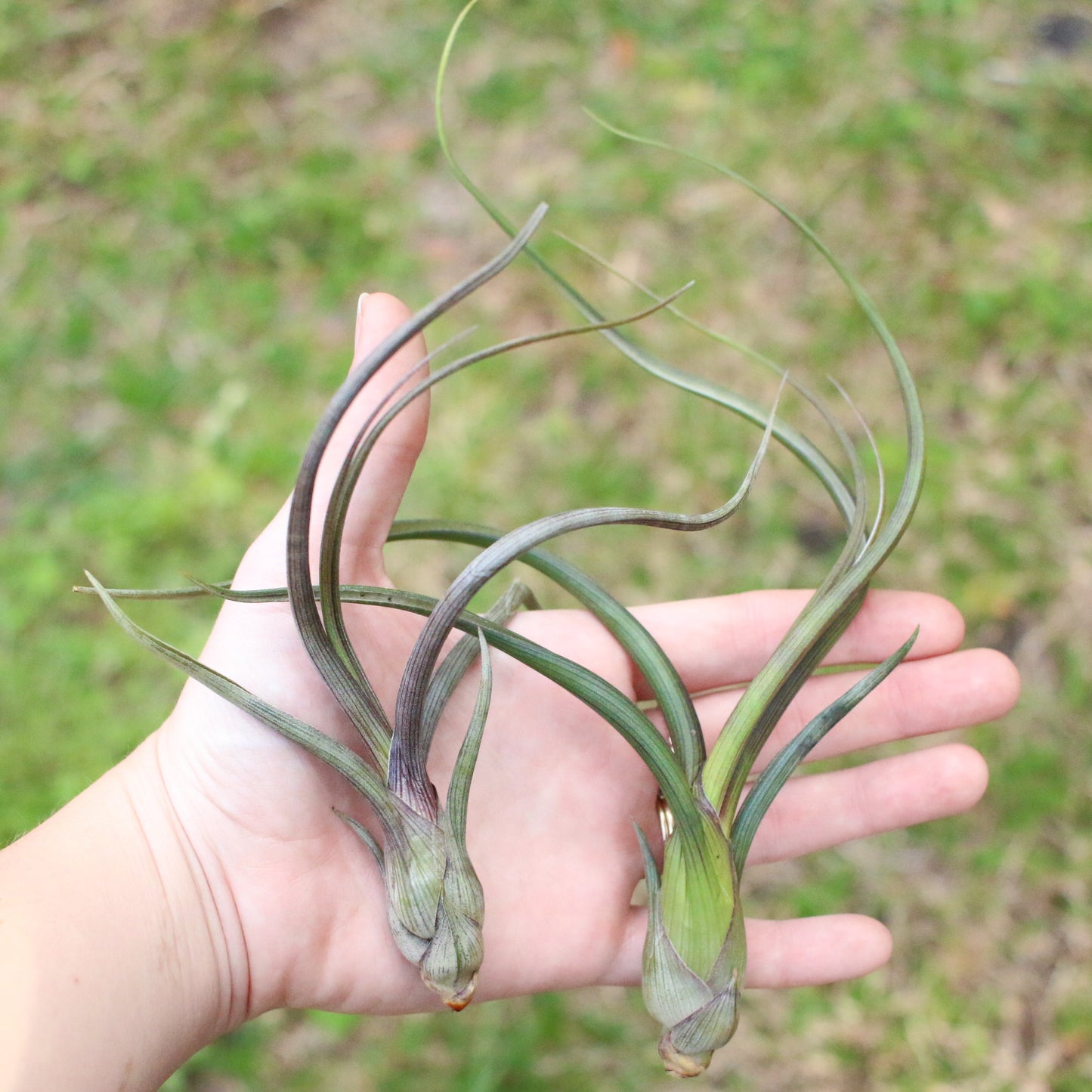 Tillandsia Baileyi Air Plants - Set of 5 or 10