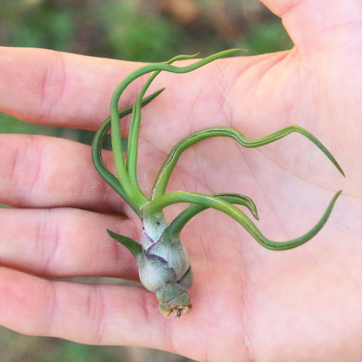 Tillandsia Bulbosa Guatemala Air Plants - Set of 10, 20, or 30
