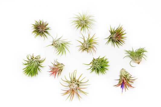 Large Tillandsia Ionantha Rubra Air Plants - Set of 10 or 20