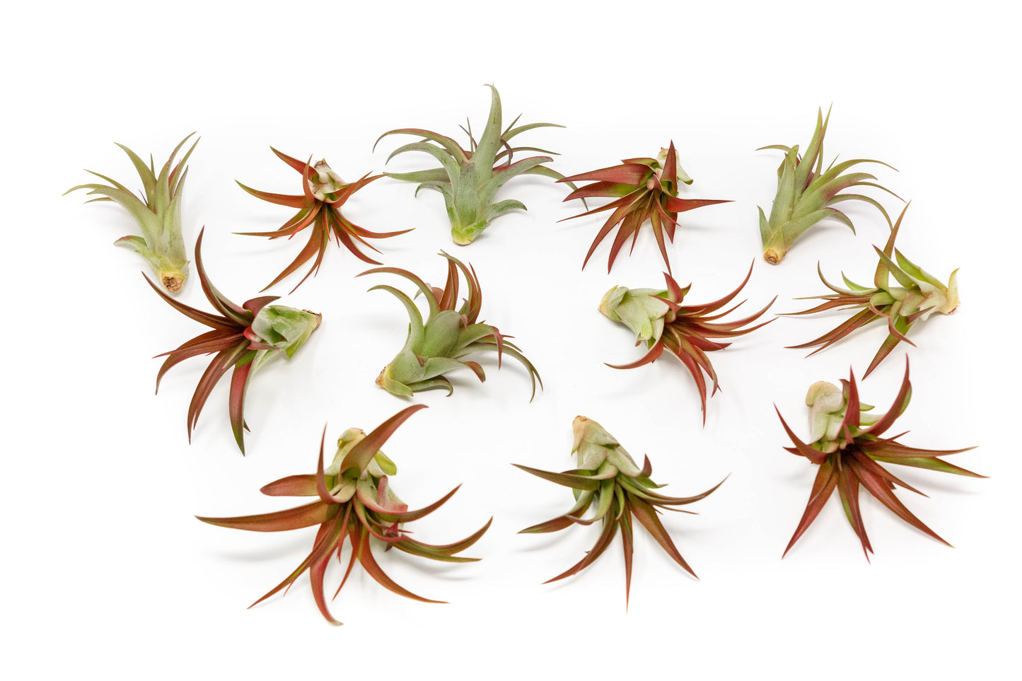 Tillandsia Red Abdita Air Plants - Set of 10 or 20