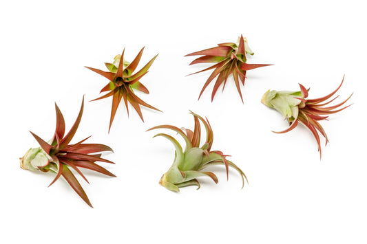 Tillandsia Red Abdita Air Plants - Set of 10 or 20