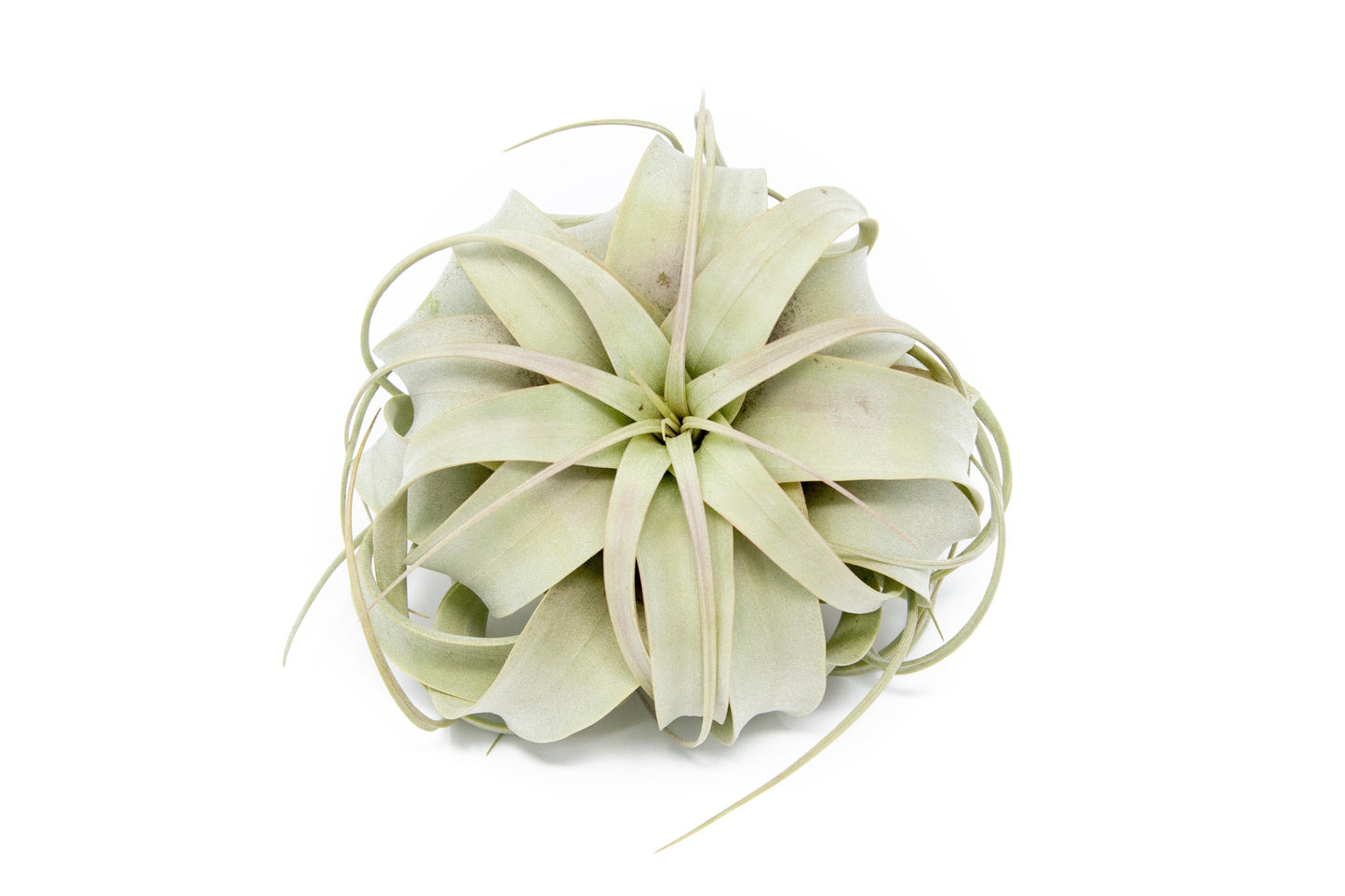 Large Tillandsia Air Plant Variety - Set of 10, 15, or 20