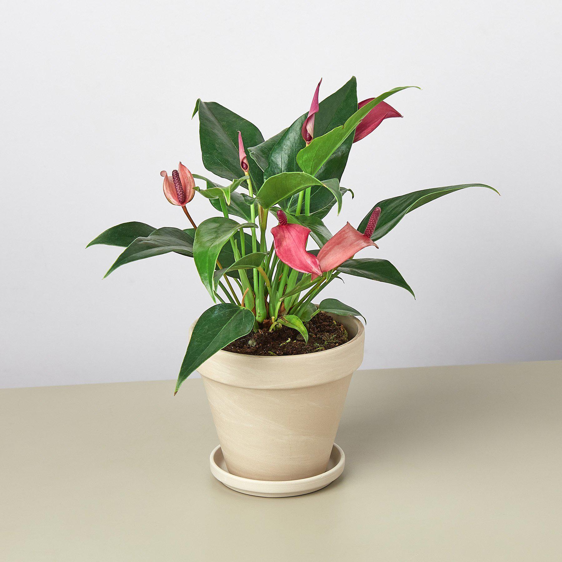 anthurium plant purple Anthurium 'Purple' 4" Pot