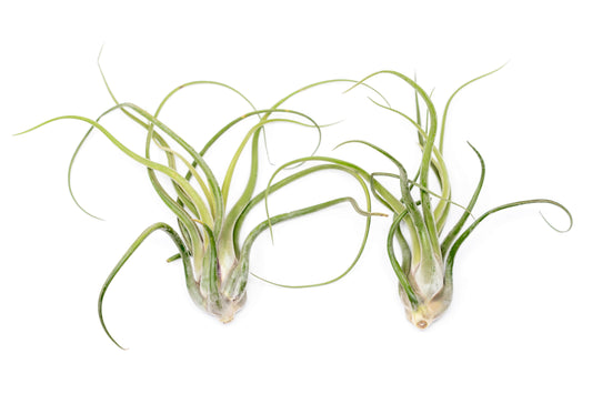 XL Tillandsia Caput Medusae - Set of 5 or 10 Air Plants