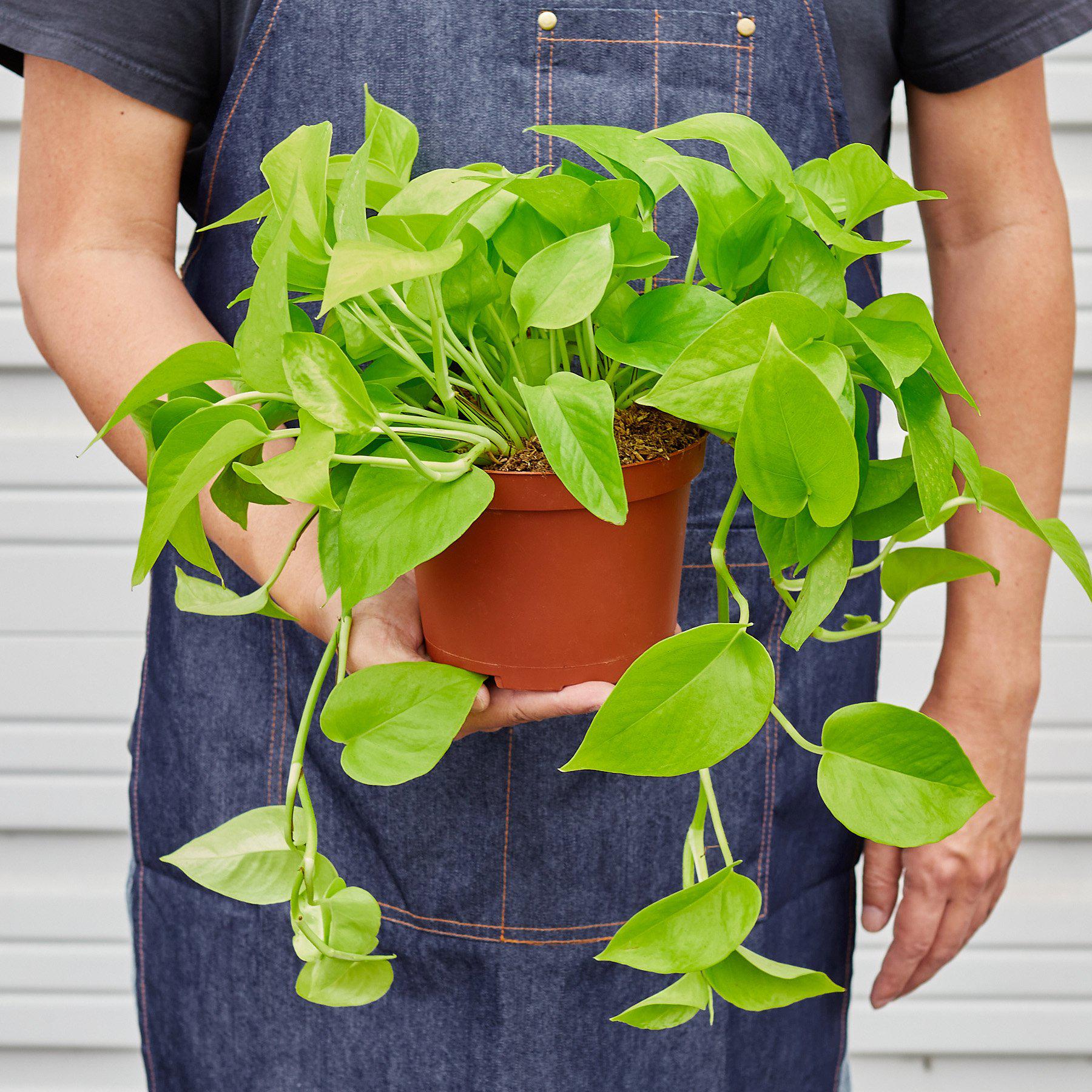 Pothos 'Neon' 6