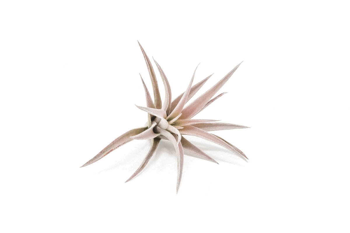 Tillandsia Harrisii Air Plants - Set of 10, 15, or 20