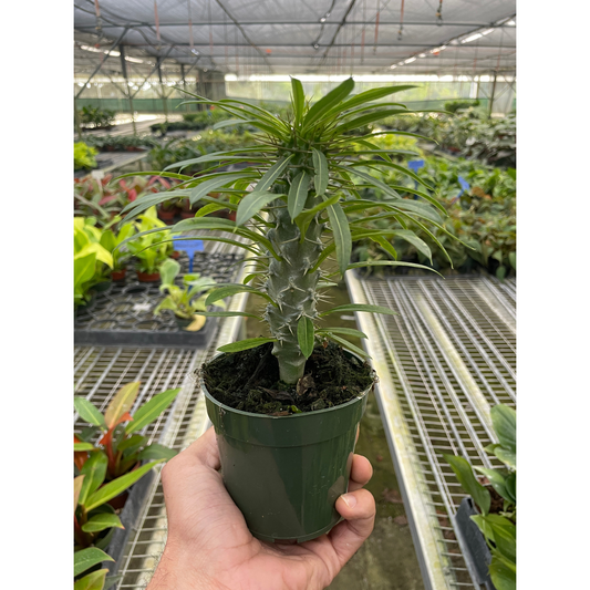 Pachypodium 'lamerei' (Madagascar Palm)