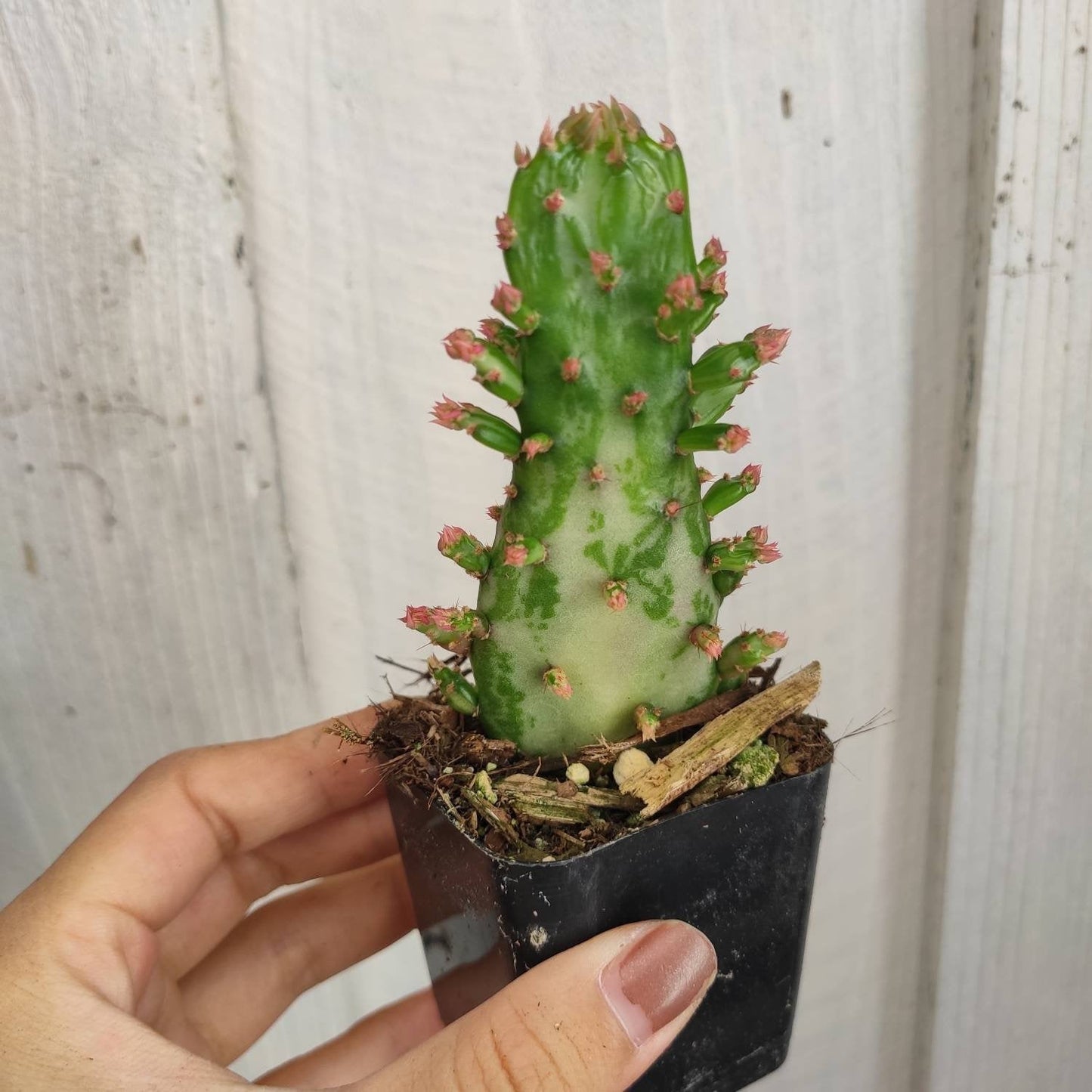 Opuntia monacantha variegata - Variegated Joseph's Coat