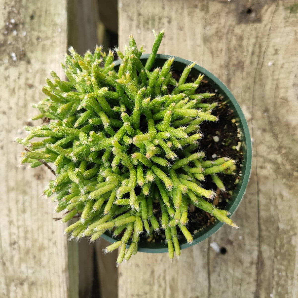 Rhipsalis cereuscula - Coral Cactus, Mistletoe Cactus