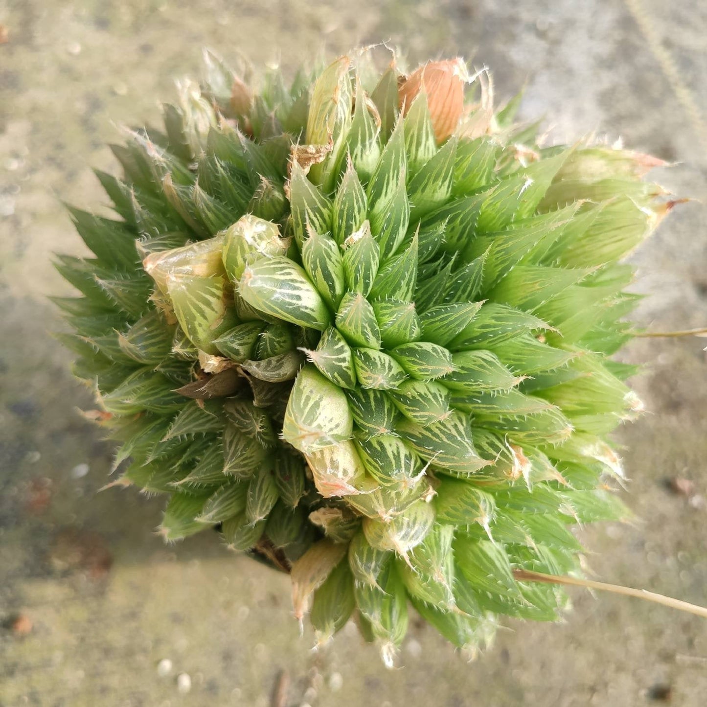 Haworthia cymbiformis 'Cathedral Window Haworthia'