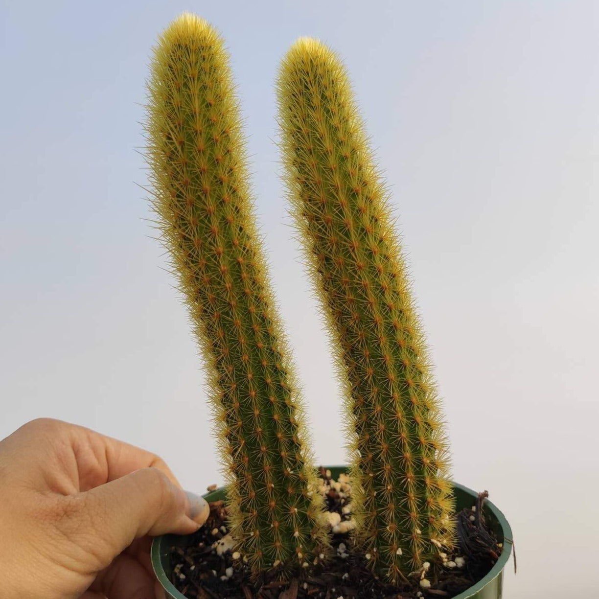 Cleistocactus winteri Golden Rat Tail