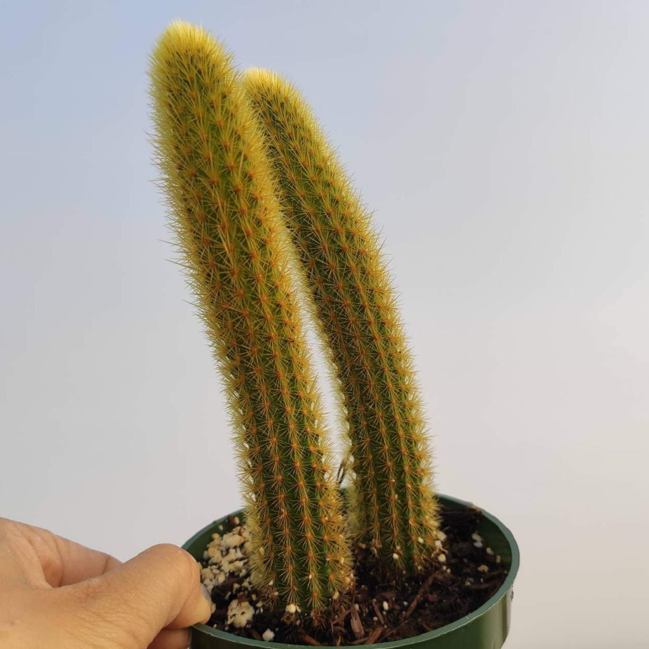 Cleistocactus winteri Golden Rat Tail