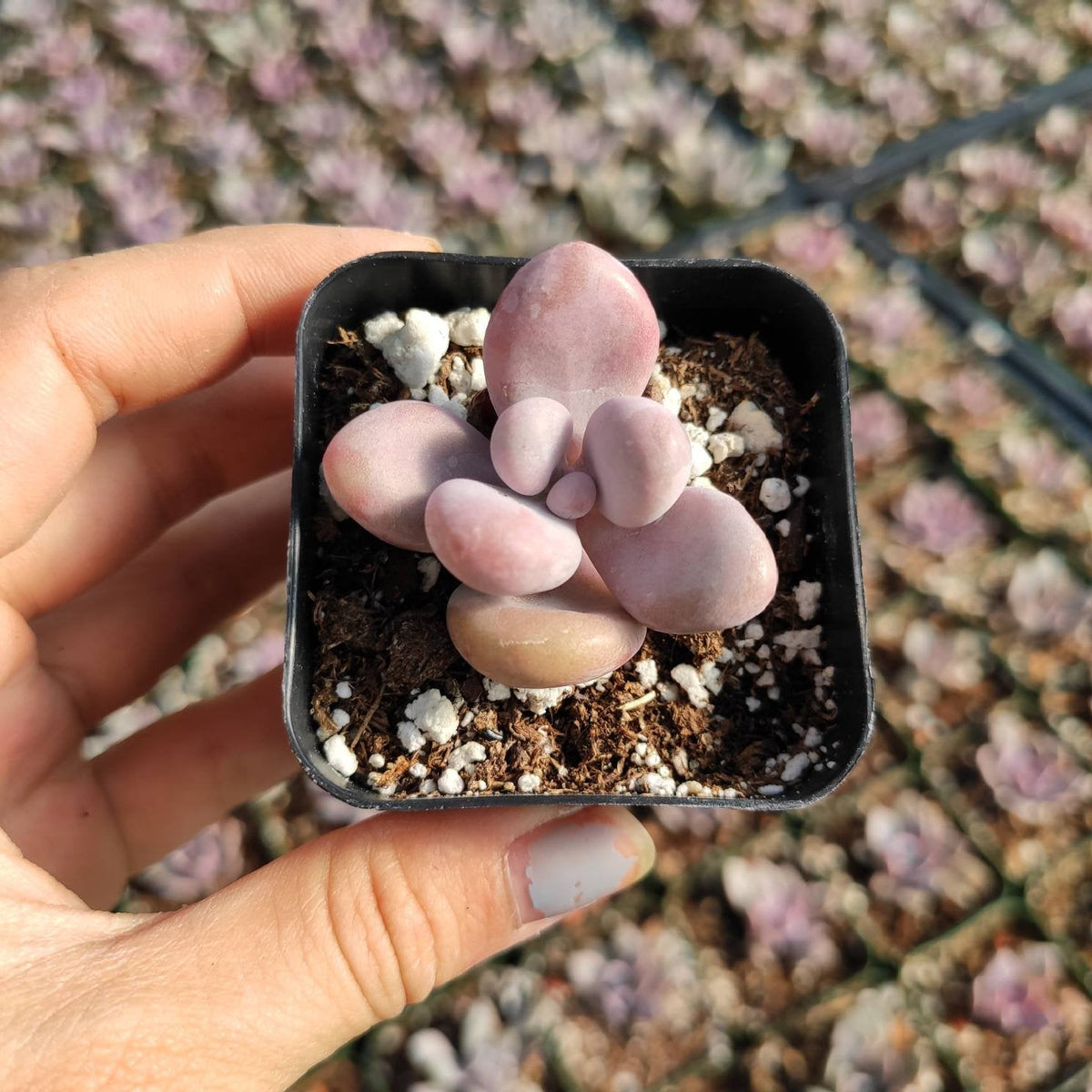 Graptopetalum amethystinum - Lavender Pebbles