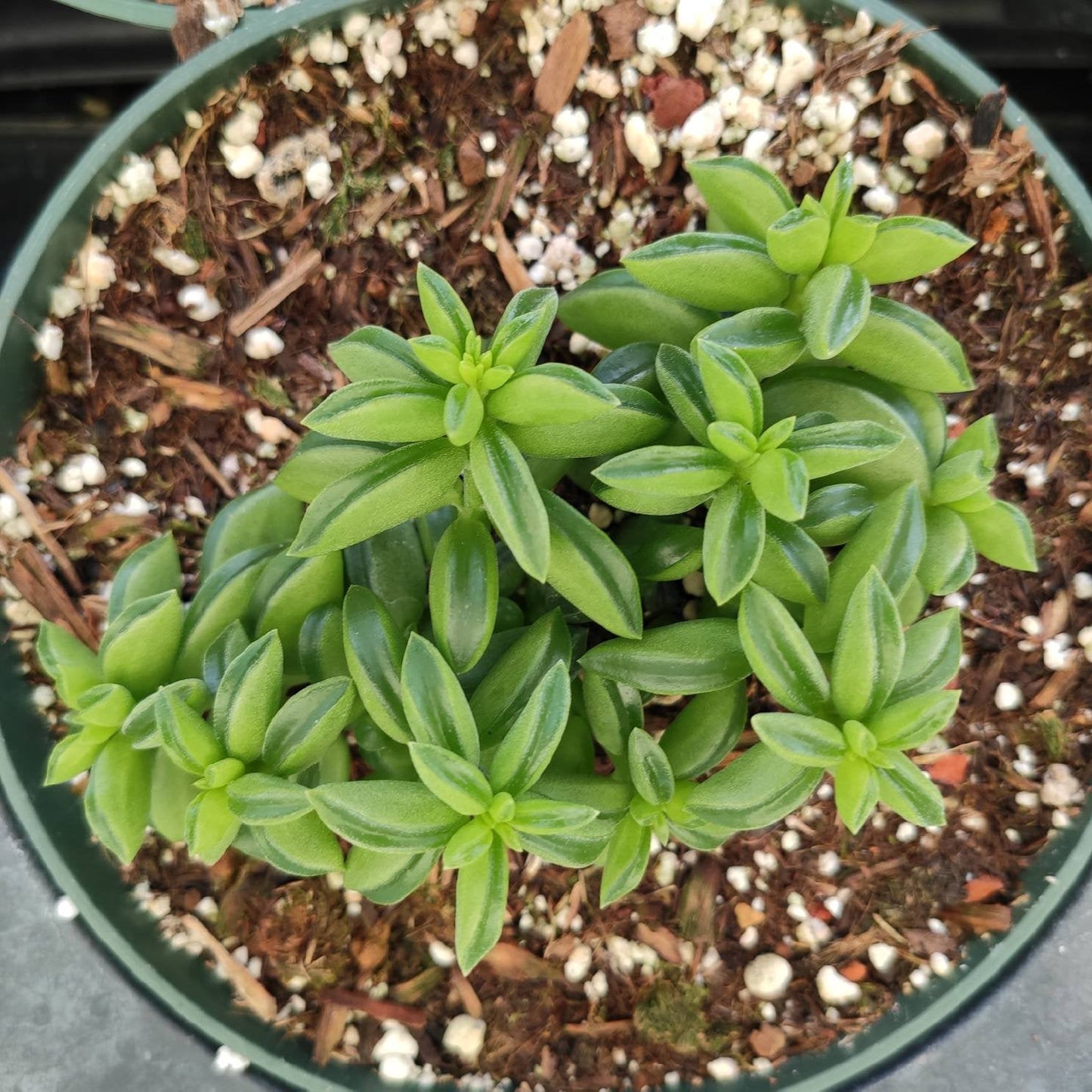 Peperomia axillaris