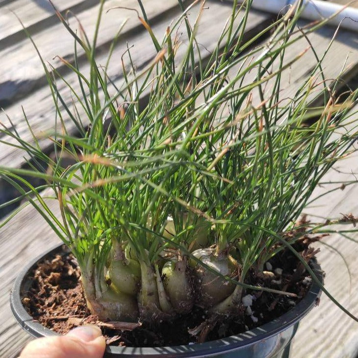 Albuca polyphylla 'Augrabies Hills'