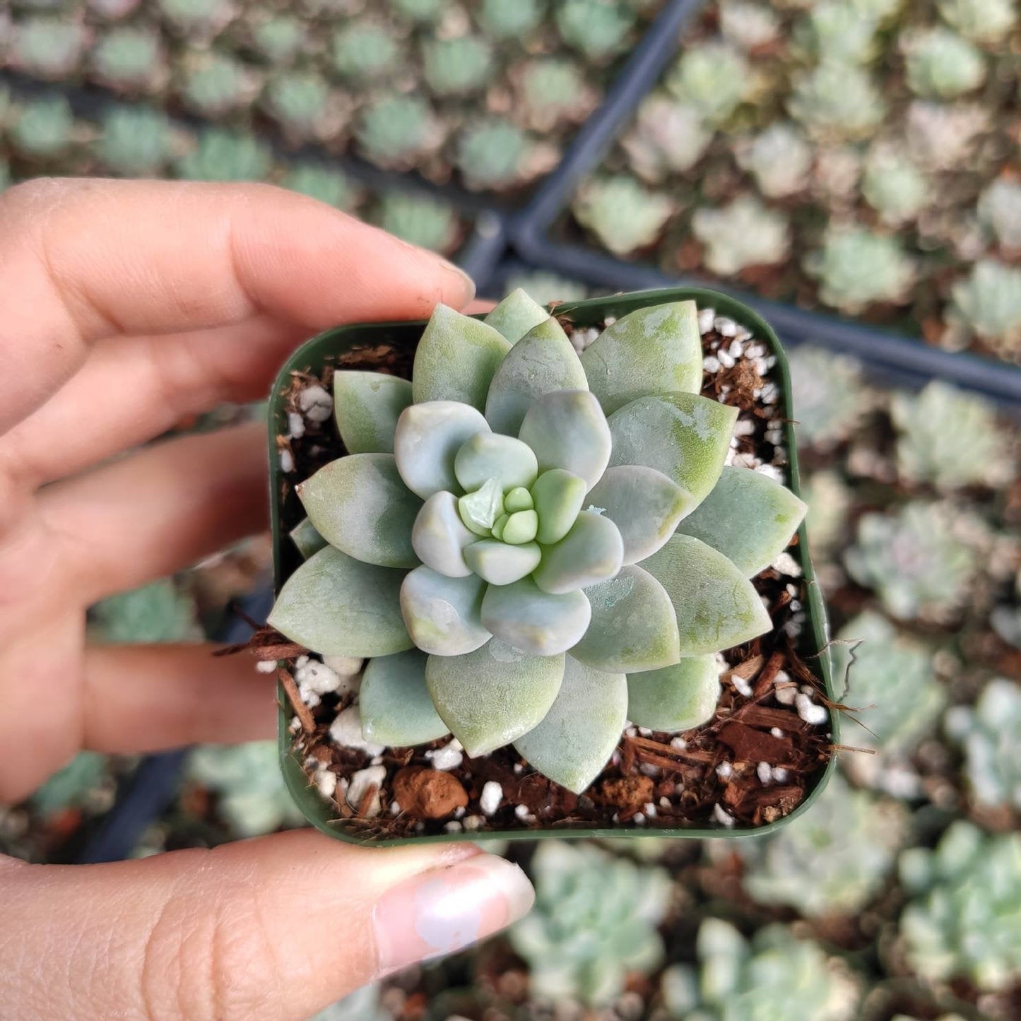 Sedeveria 'Lilac Mist'