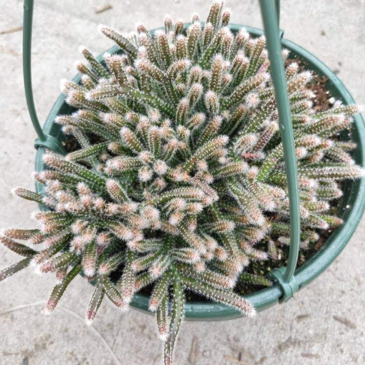 Rhipsalis baccifera subsp. horrida Mouse Tail Cactus