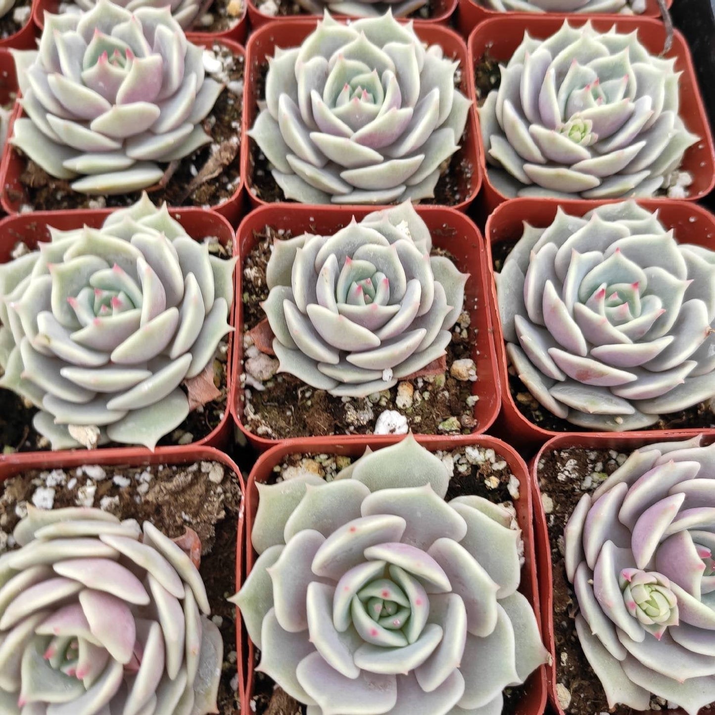 Echeveria 'Lola'