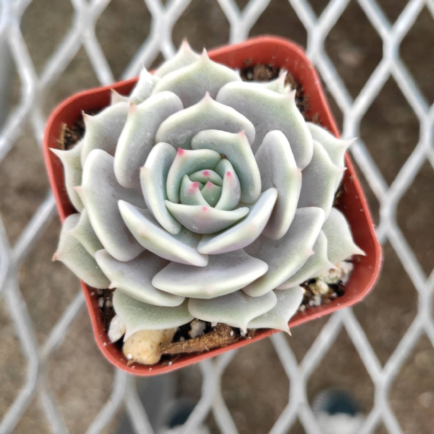 Echeveria 'Lola'
