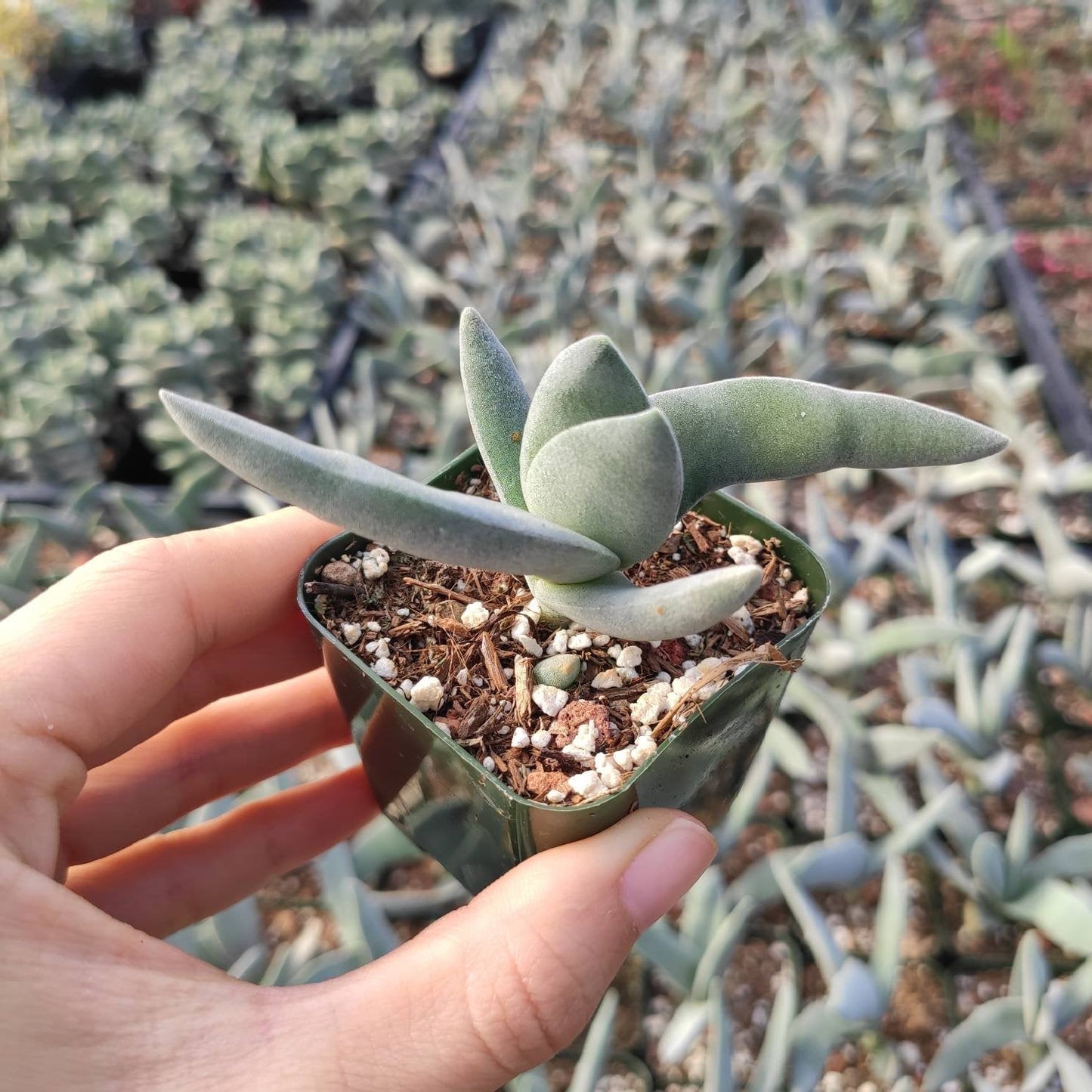 Crassula falcata 'Propeller Plant'