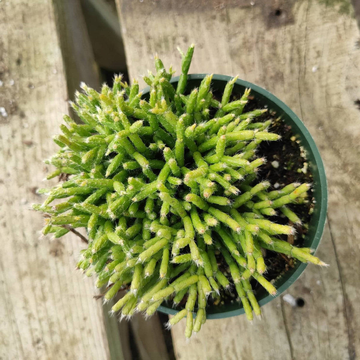 Rhipsalis cereuscula - Coral Cactus, Mistletoe Cactus