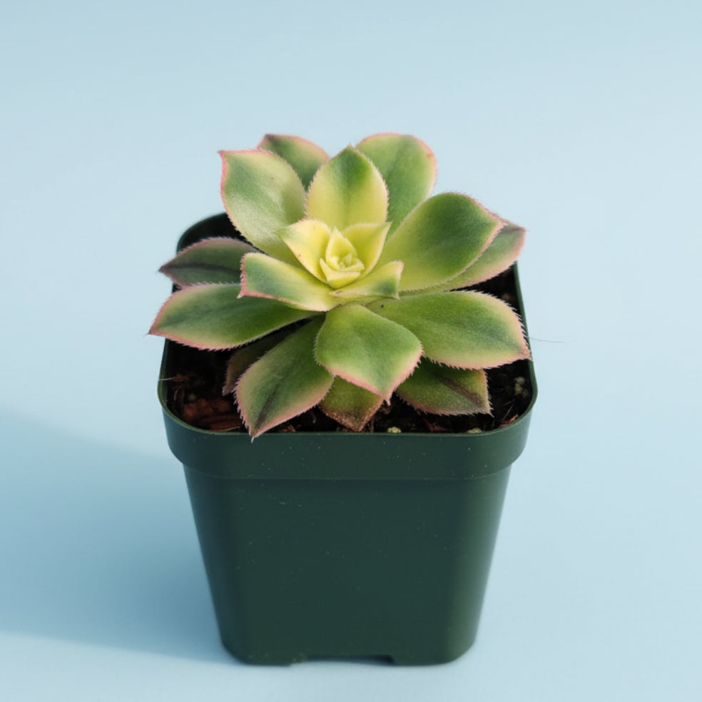 Aeonium 'Kiwi'