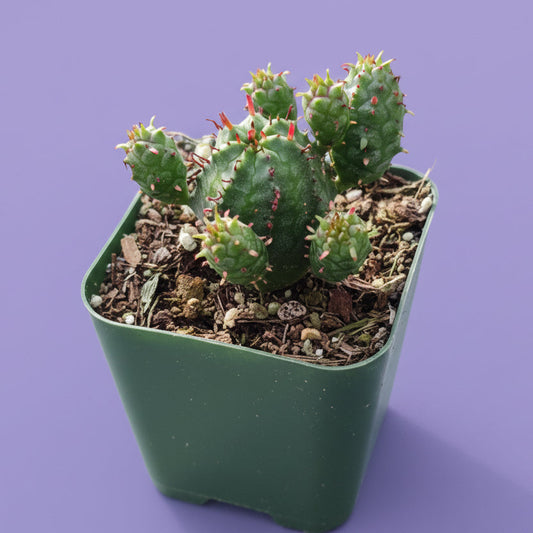 Euphorbia monstrose