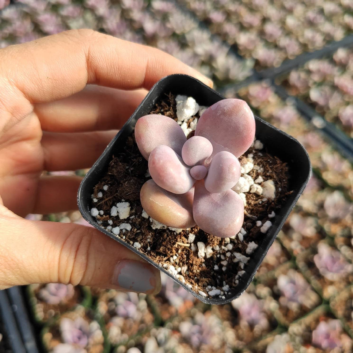 Graptopetalum amethystinum - Lavender Pebbles