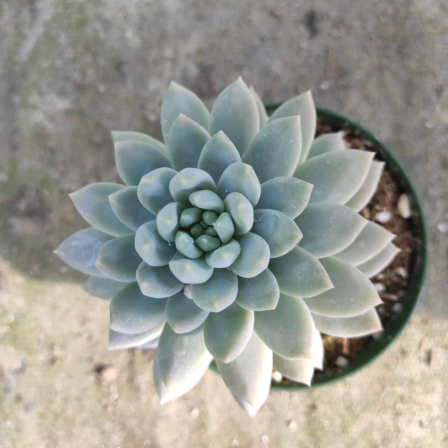 Sedeveria 'Lilac Mist'