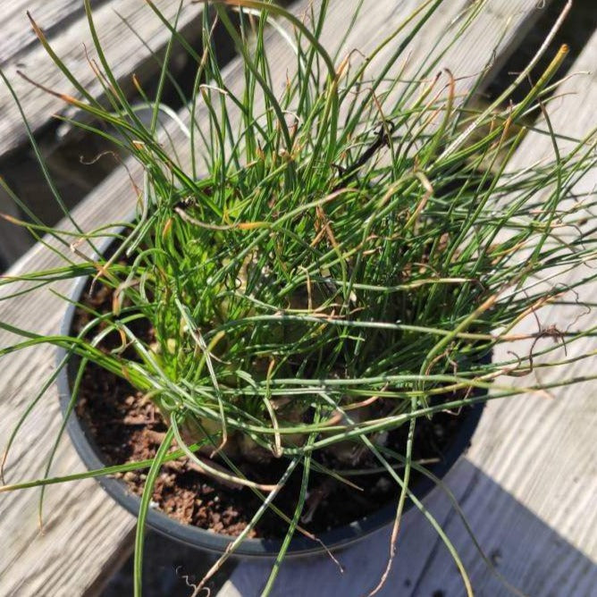 Albuca polyphylla 'Augrabies Hills'