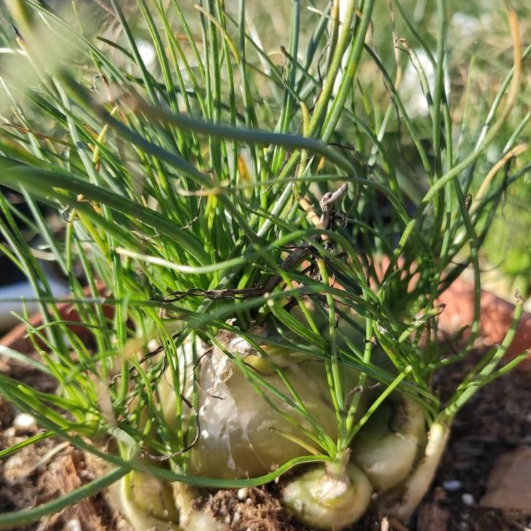 Albuca polyphylla 'Augrabies Hills'