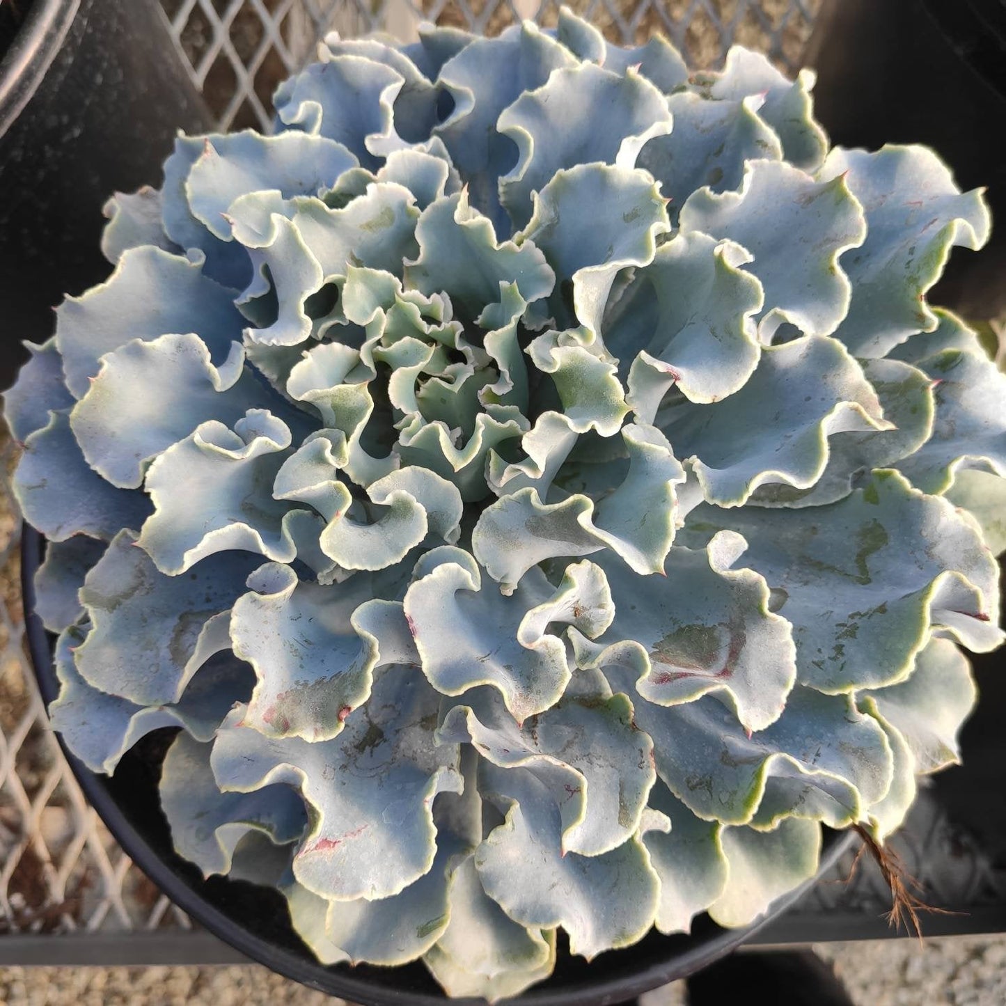 Echeveria 'Blue Frills'