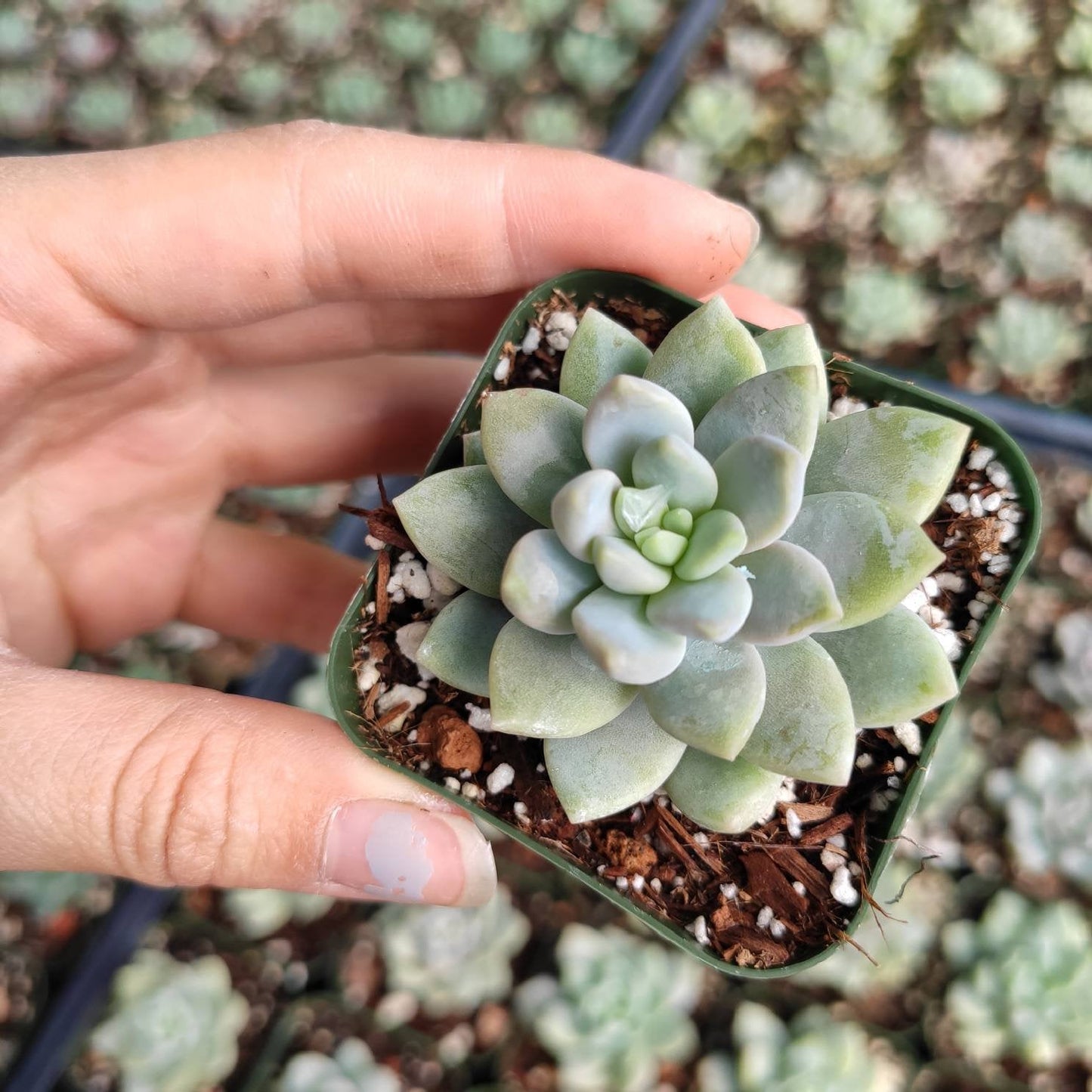 Sedeveria 'Lilac Mist'