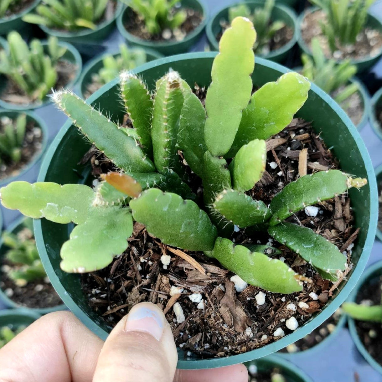 Rhipsalis Cereoides