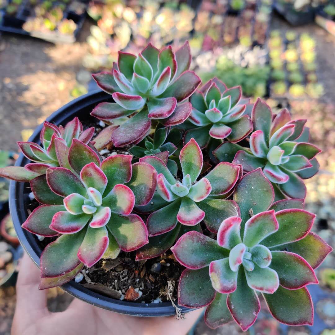 Echeveria 'Devotion'