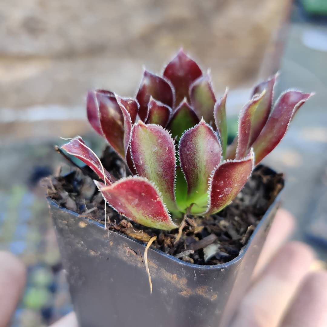 Aeonium 'Firecracker'