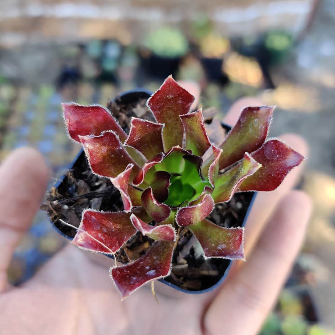 Aeonium 'Firecracker'