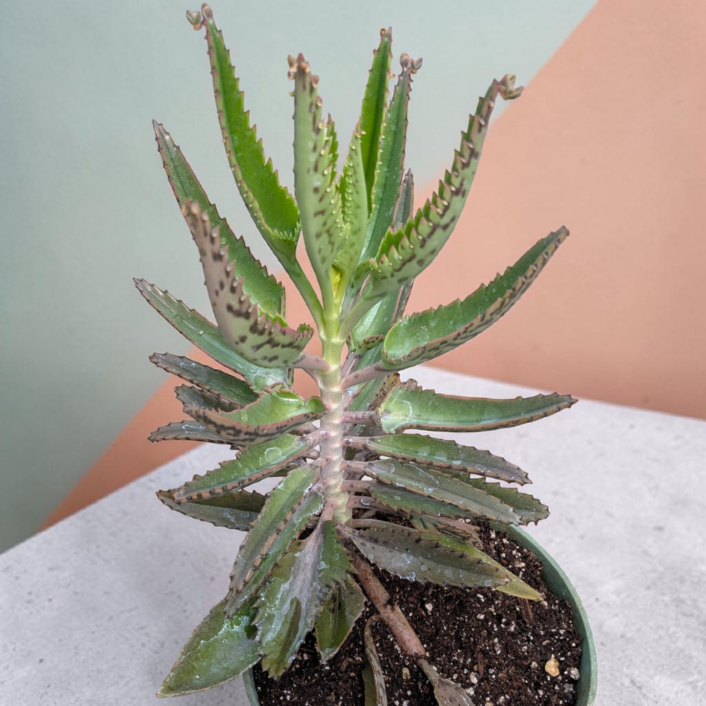 Kalanchoe tubiflora 'Mother of Millions'