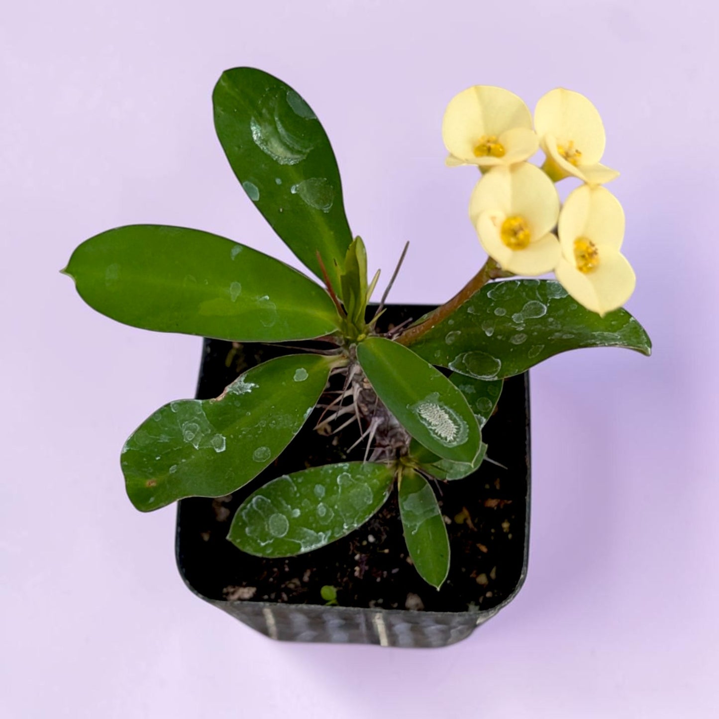 Crown of Thorns - Euphorbia milii